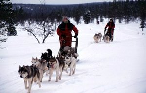 Husky Safari at Inari