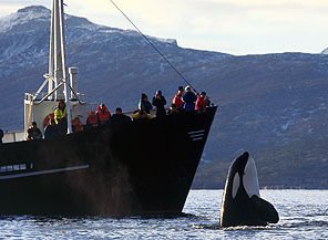 Orca at Tysfjord