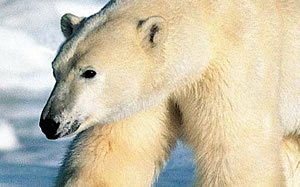 Spitsbergen Polar Bear