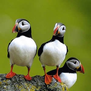 Return of the puffins