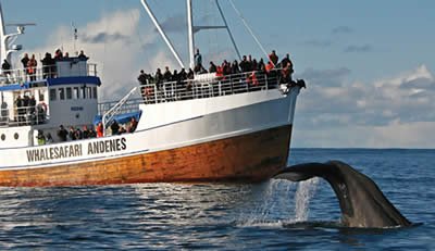 Whale Watching in Andenes