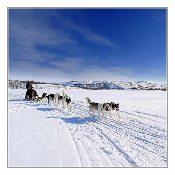 Husky dog-sledging excursion