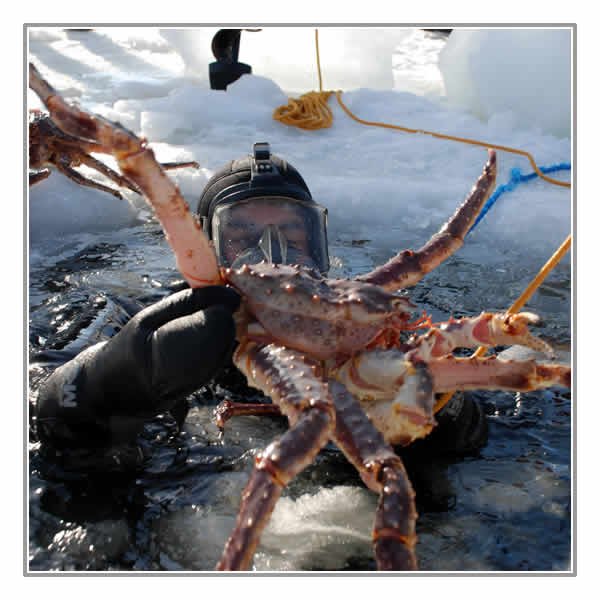 King Crab Safari