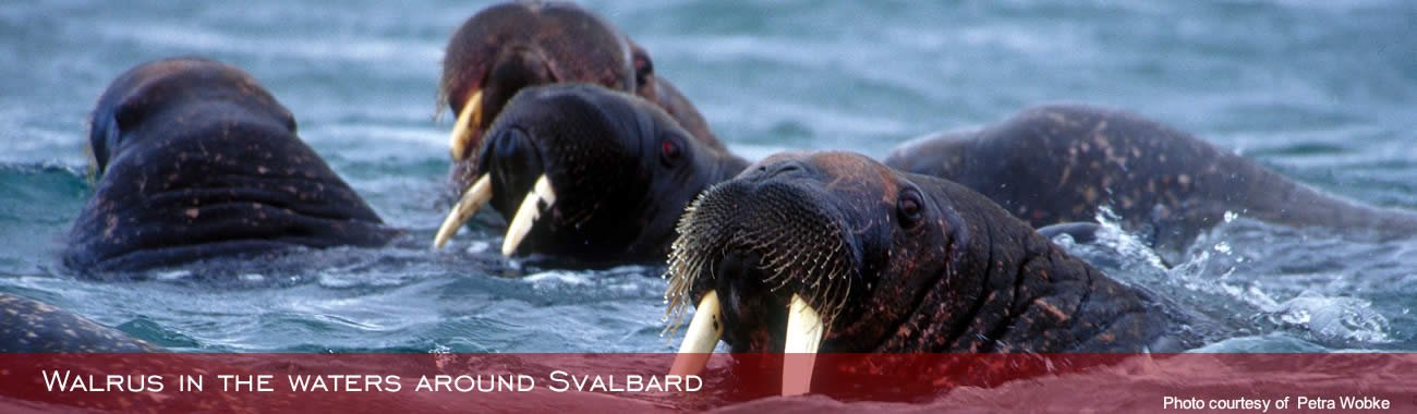 Walrus in the waters around Svalbard